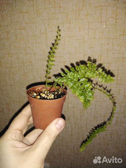 Комнатные цветы