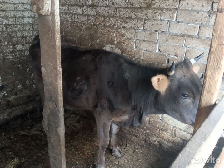 Коровы на мясо