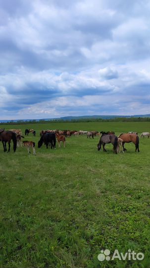 Башкирские жеребчки