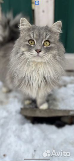 Сибирский кот