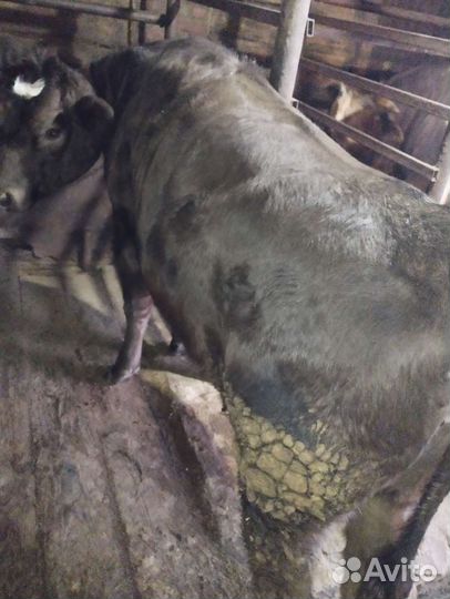 Теленок (1.3 года)