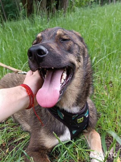 Щенок в добрые руки