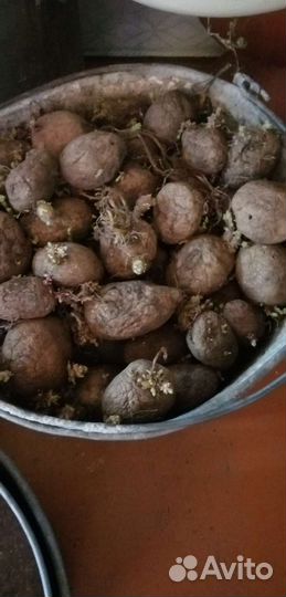 Продам картофель на корм скоту