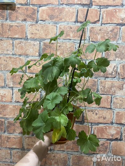 Пеларгонии Ирида за Роскошь