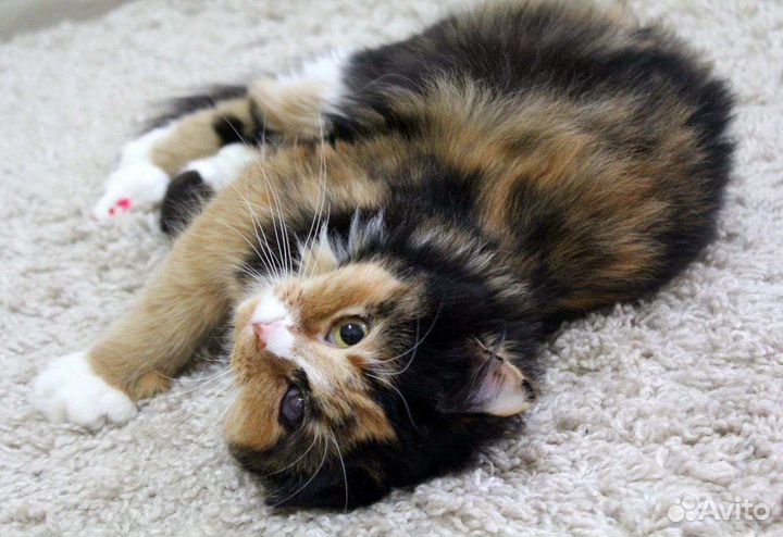 Кошки в добрые руки бесплатно