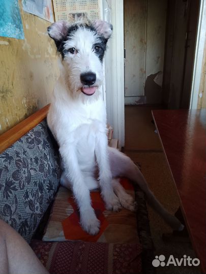 Липси ищет дом