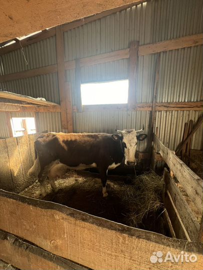 Айрширская корова