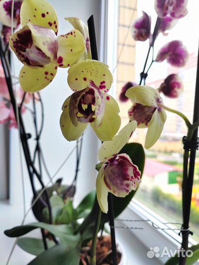 Орхидея фаленопсис Альбуфейра пелор