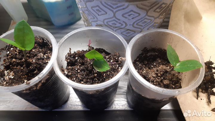 Замиокулькас