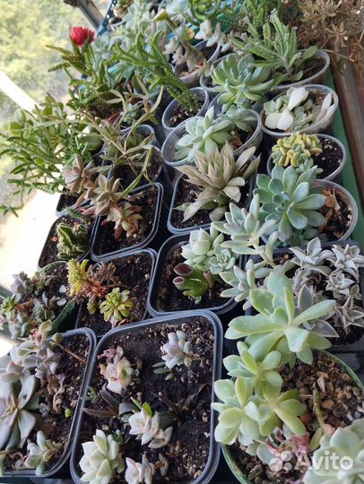 Суккуленты