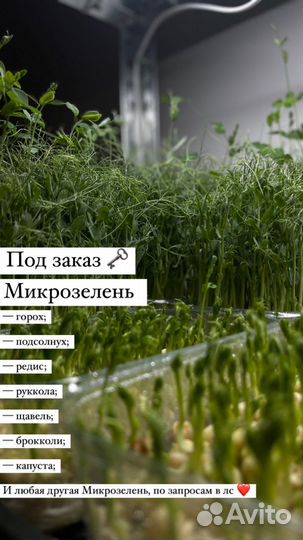 Микрозелень