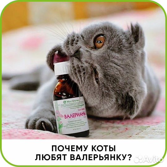 Ветеринарный врач на дом. Ветеринарная помощь