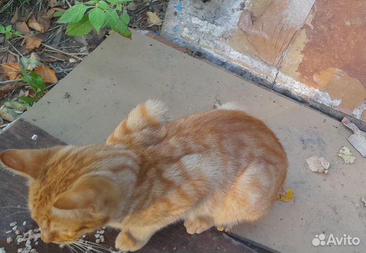 Котик рыжий