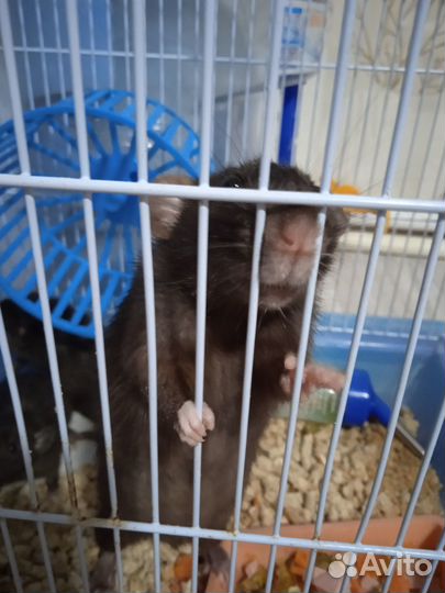 Отдам бесплатно крысят