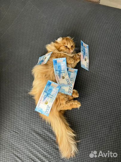 Кинкалоу девочка,Ищем мальчика для вязки