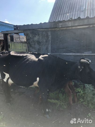 Продам корову