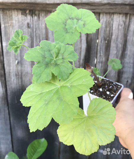 Растения обмен на овощи, кофе, корм кошке