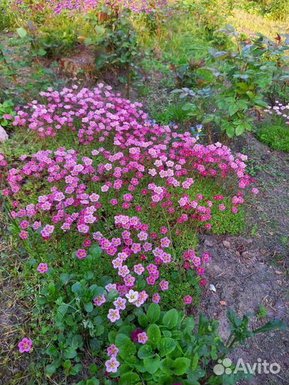 Камнеломка арендса