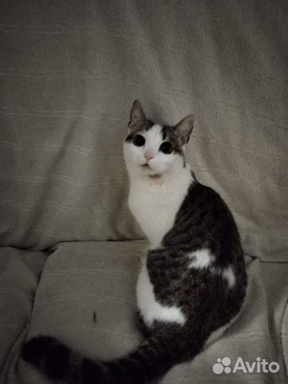 Кошки в добрые руки