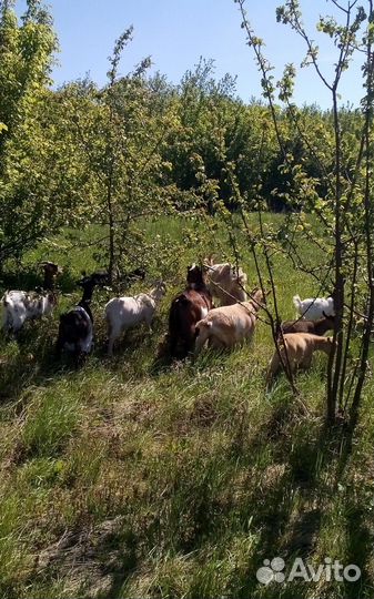 Камерунские козлята. камерунонигерийский козел