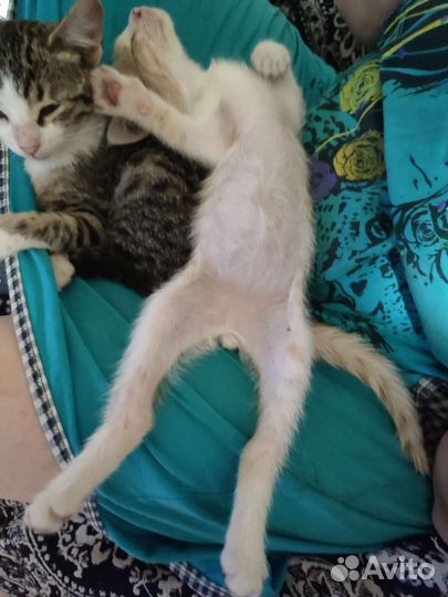 Котик Персей