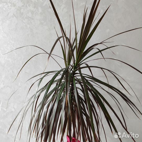 Пальма драцена