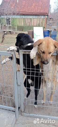 Собака (щенок)