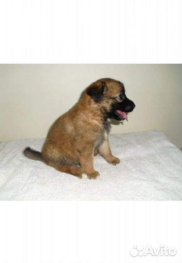 Бельгийская овчарка