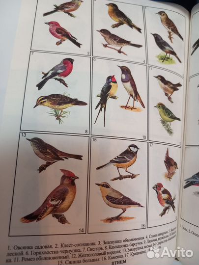 Школьная энциклопедия биология.П. Кошель