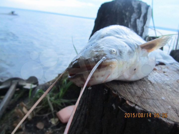 Участок 12 сот. (ИЖС)