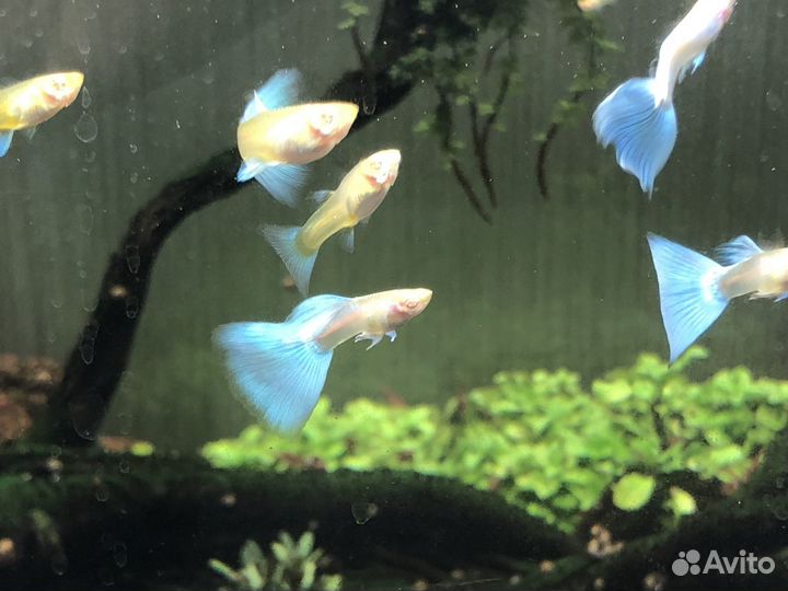 Гуппи Sky blu albinо