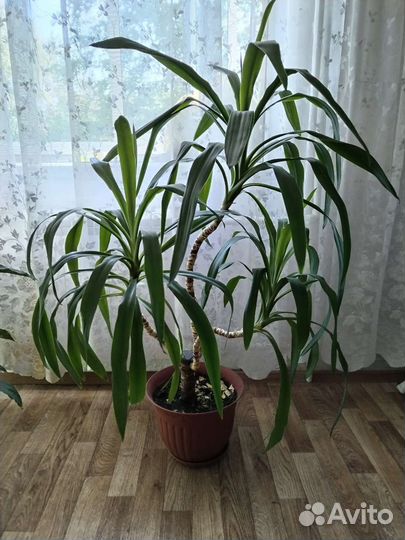 Пальма Юкка