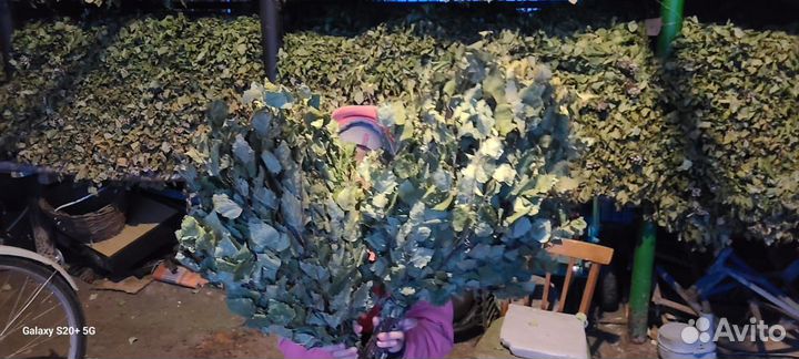 Веники для бани