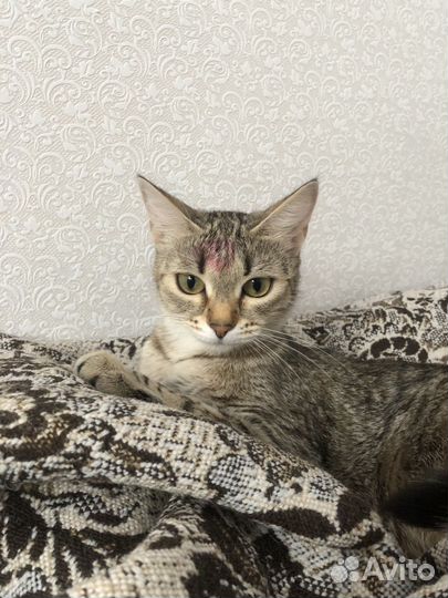 Кошка в дар бесплатно