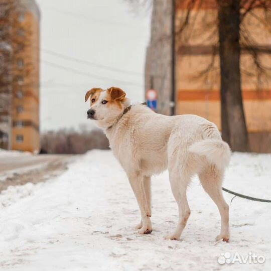 Собака бим