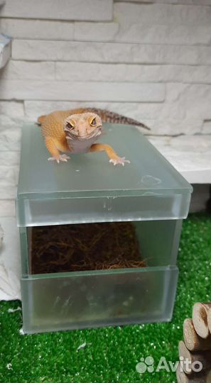 Передержка мелких и экзотических животных