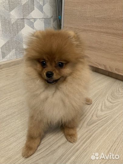 Шпиц мини щенок