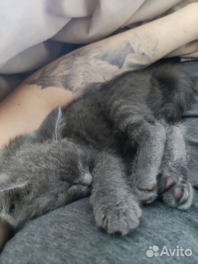 Котëнок в добрые руки