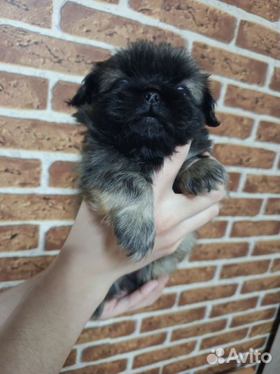 Продаю щенков породы китайский пекинес мальчики