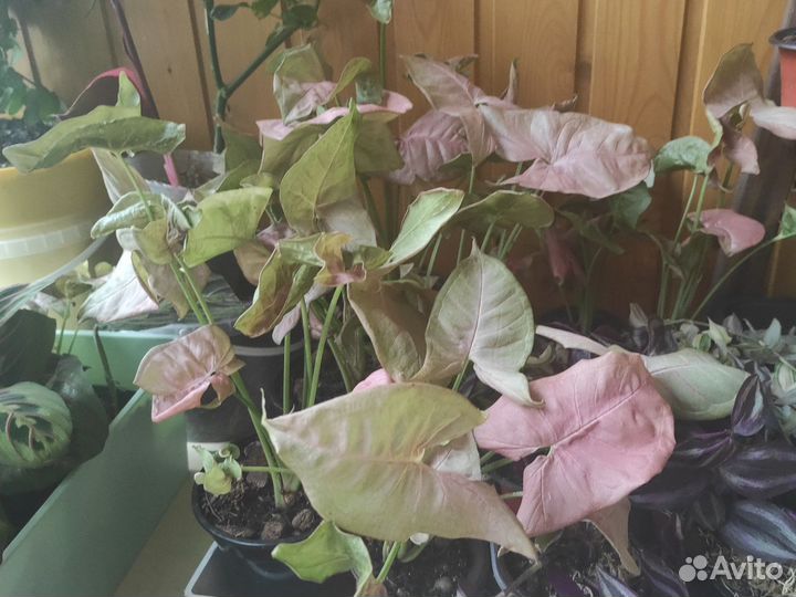 Сингониумы