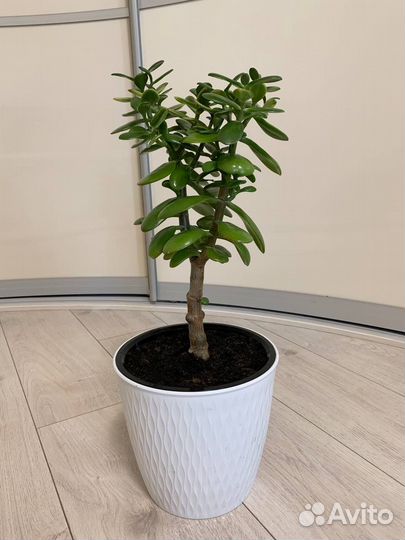 Толстянка крассула крупная