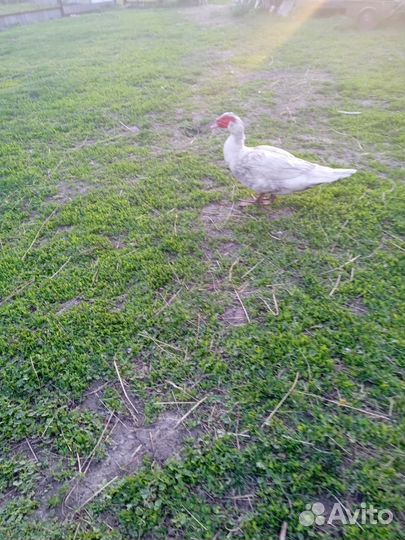 Индоутки и утки, обмен