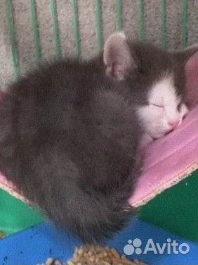 Котята-девочки в добрые руки (с середины апреля)