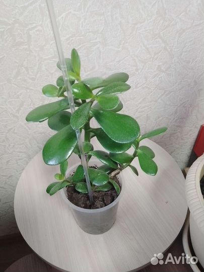 Комнатные растения
