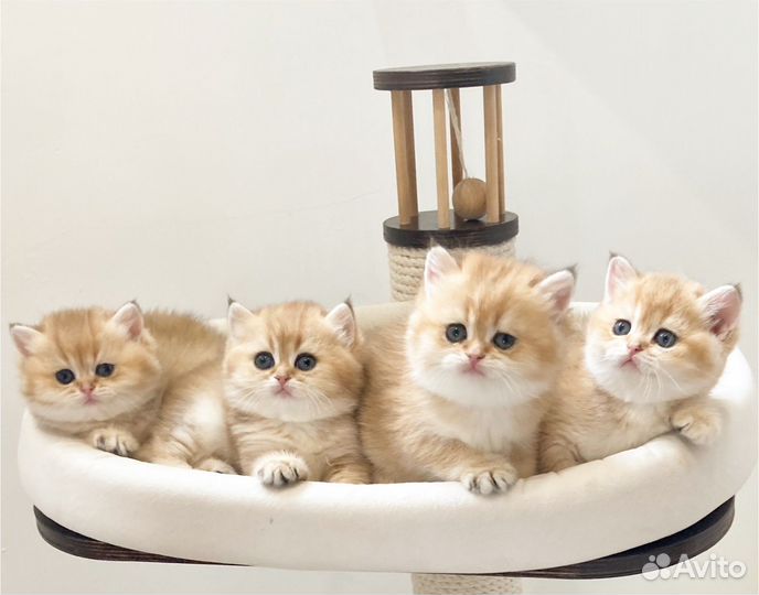 Великолепные котята