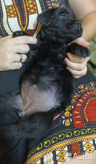 Щенки лабрадора