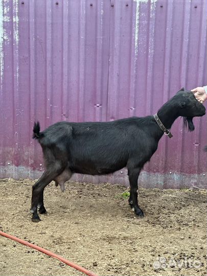 Козы ламанча