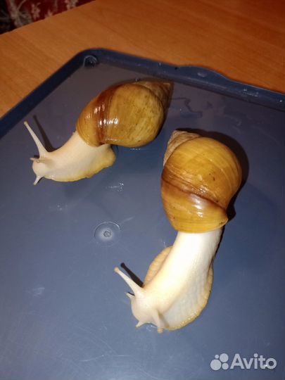 Улитки ахатины альбиносы