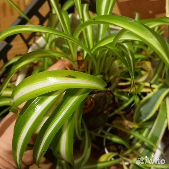 Хлорофитум Бони кучерявый