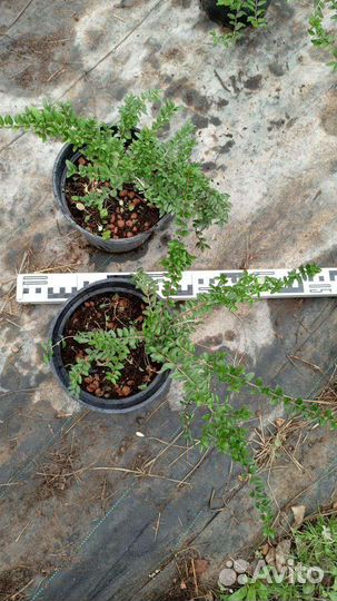 Жимолость блестящая